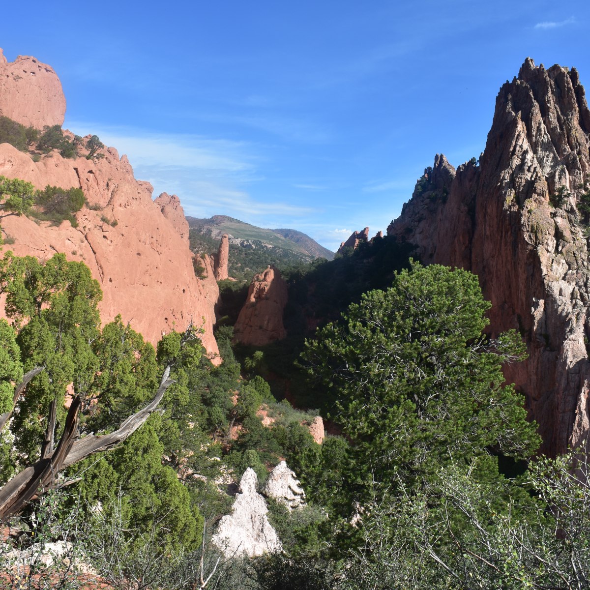 The Mountains and the&nbsp;Trees